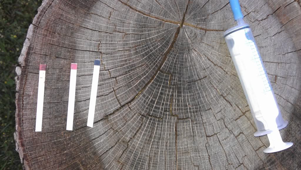 Testing For Canine Ovulation — Strictly Bull Terriers